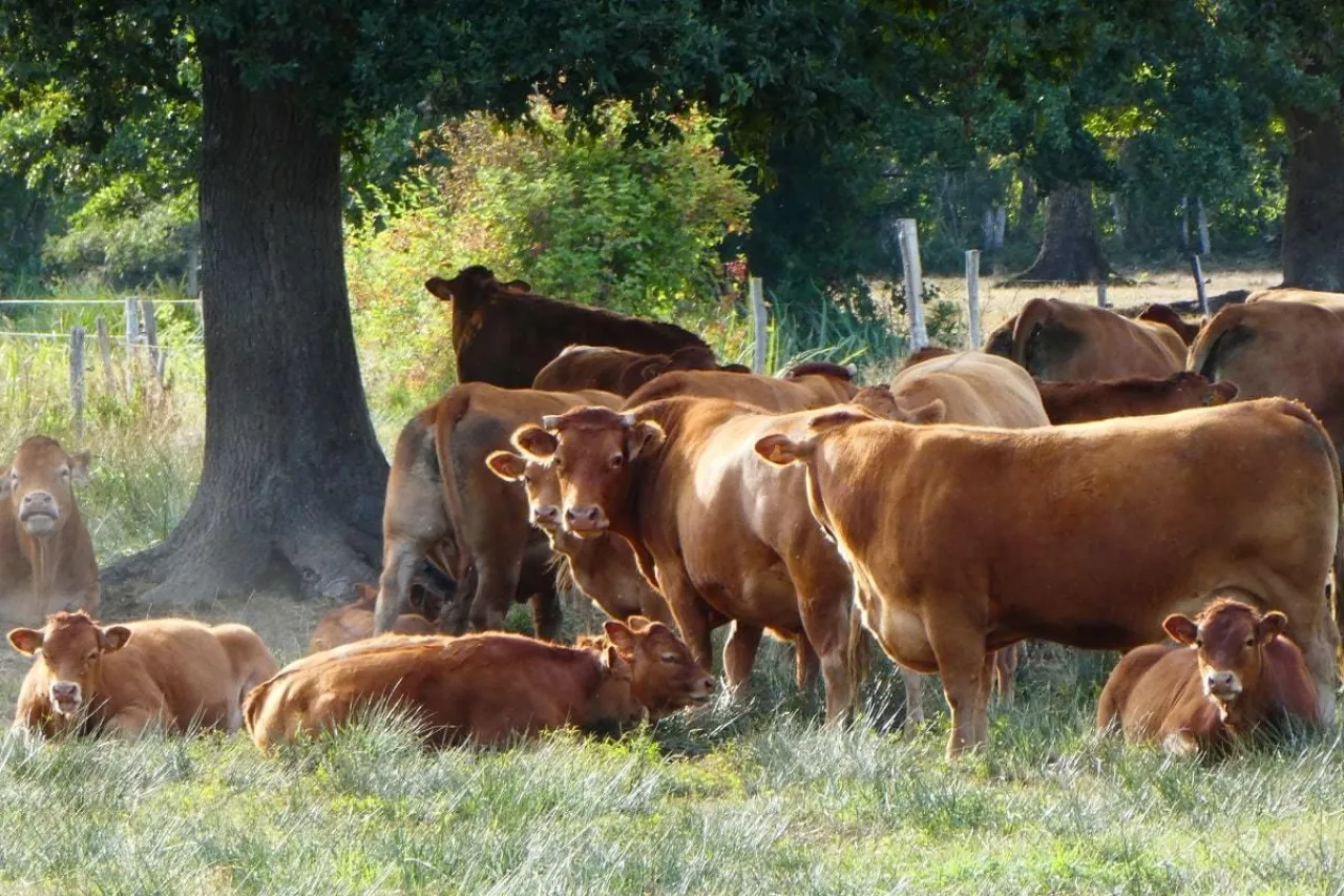 Rolników przybywa, dopłaty maleją. Problem w systemie naliczania