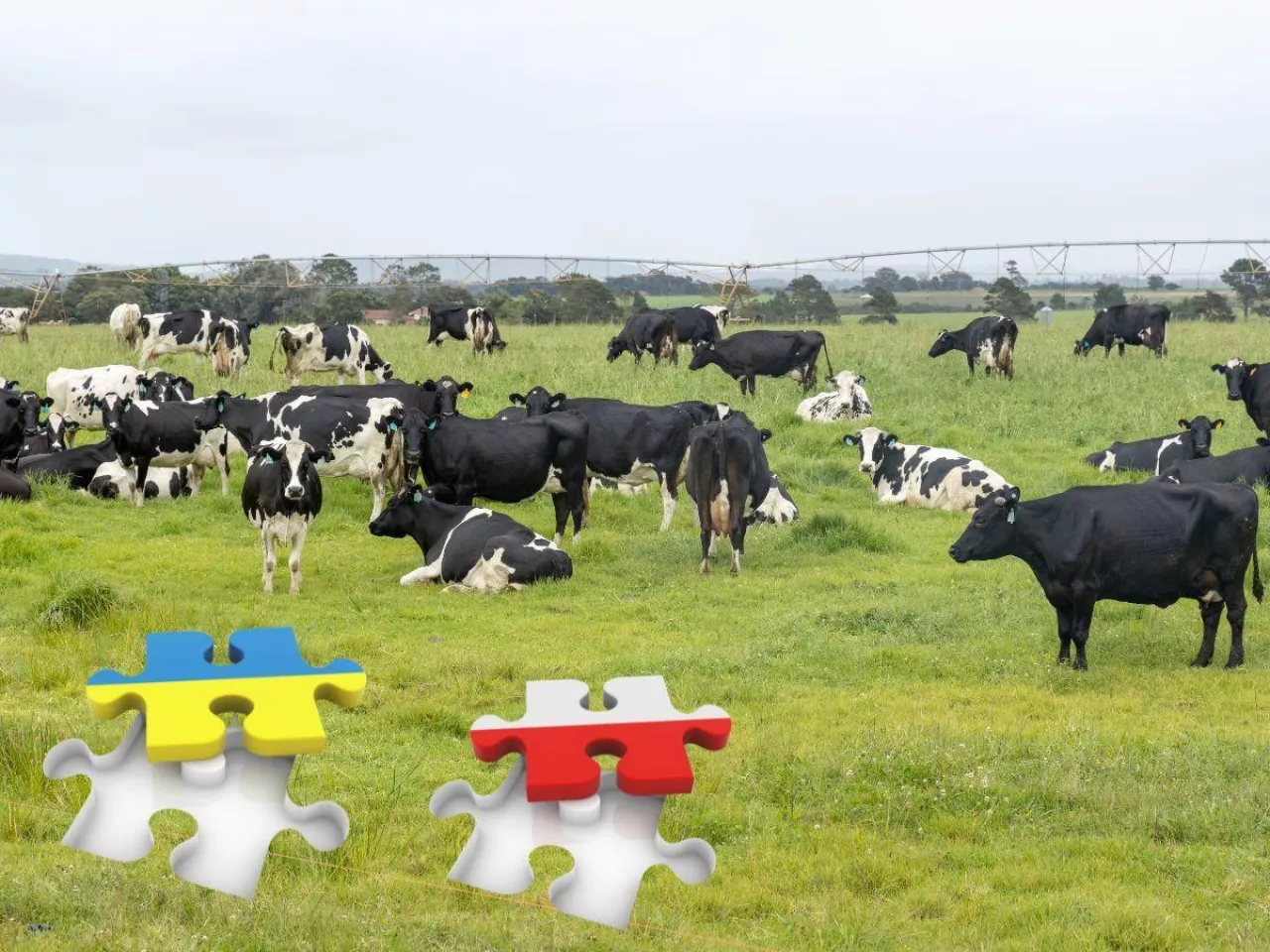 OOPR o dopłatach do krowy mlecznej dla Ukrainy