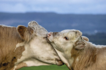 Elita Dobry Hodowca 2/2026