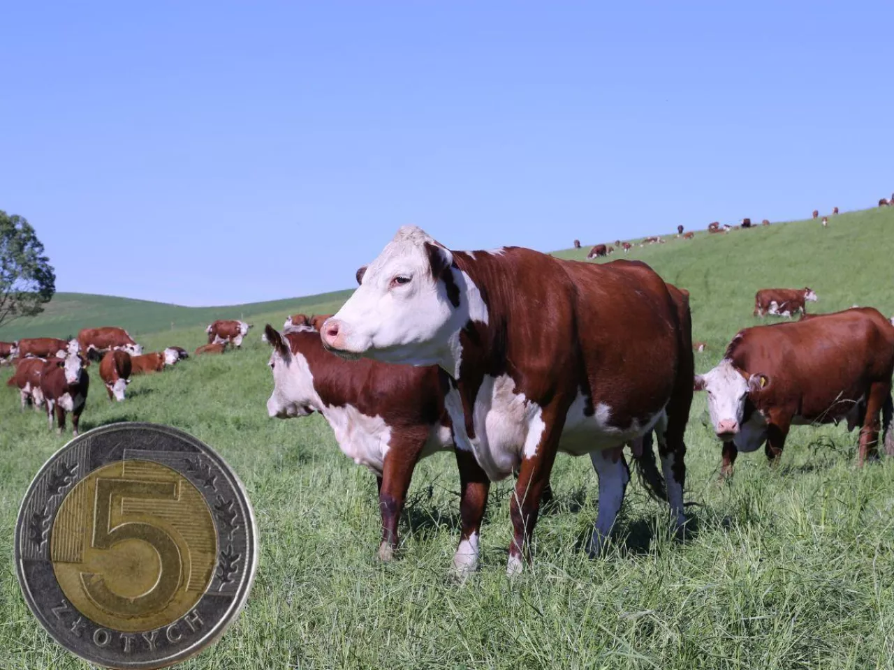 bydło na polu, po lewej u dołu moneta 5 zł