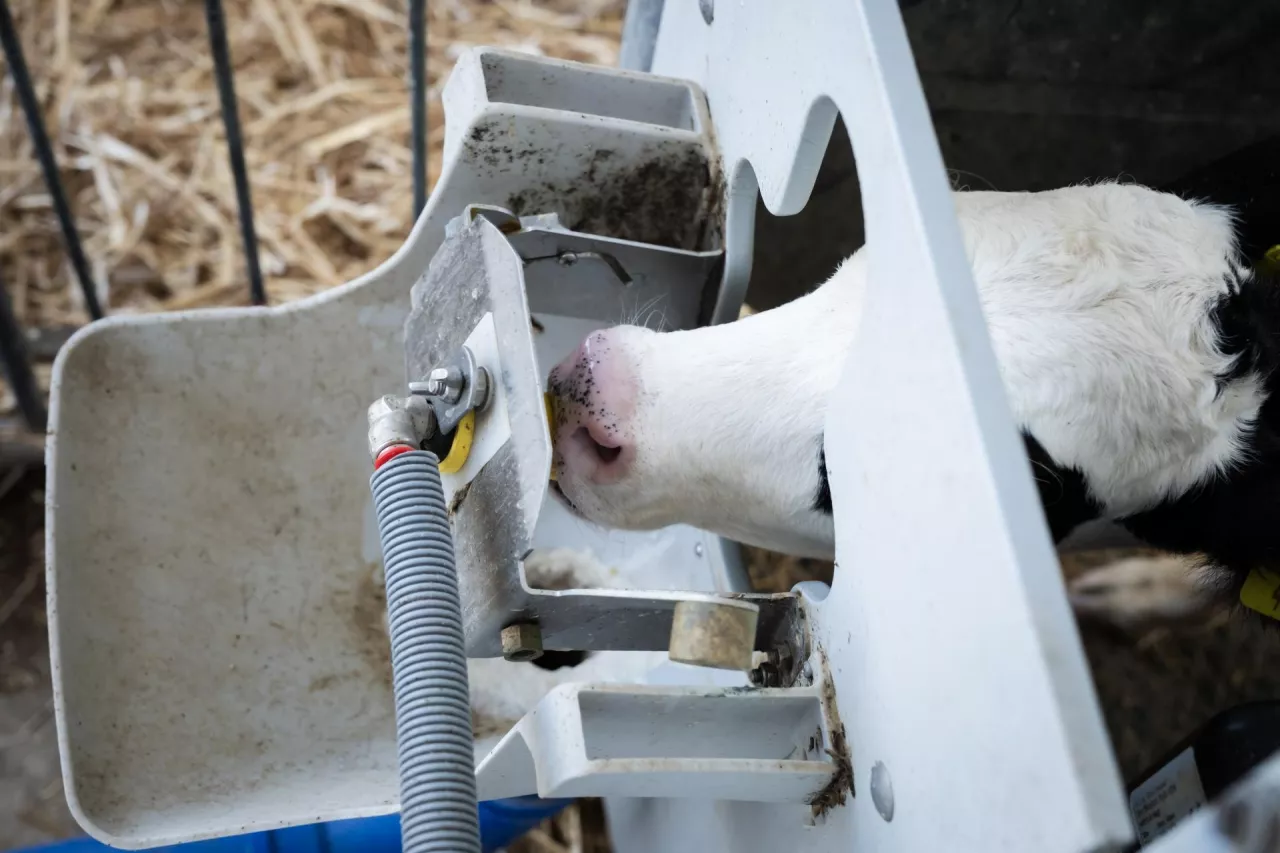 Calf consuming milk from an automatic feeding system, representing advanced agricultural practices for livestock growth, animal care, and efficient dairy production on a contemporary farm