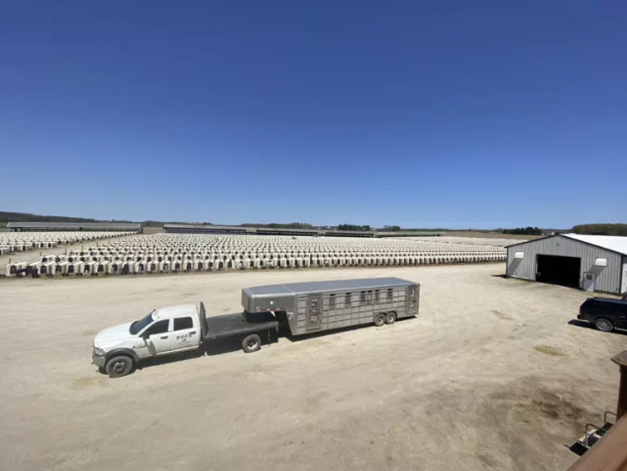 cielaki, hodowla cieląt, rolnictwo