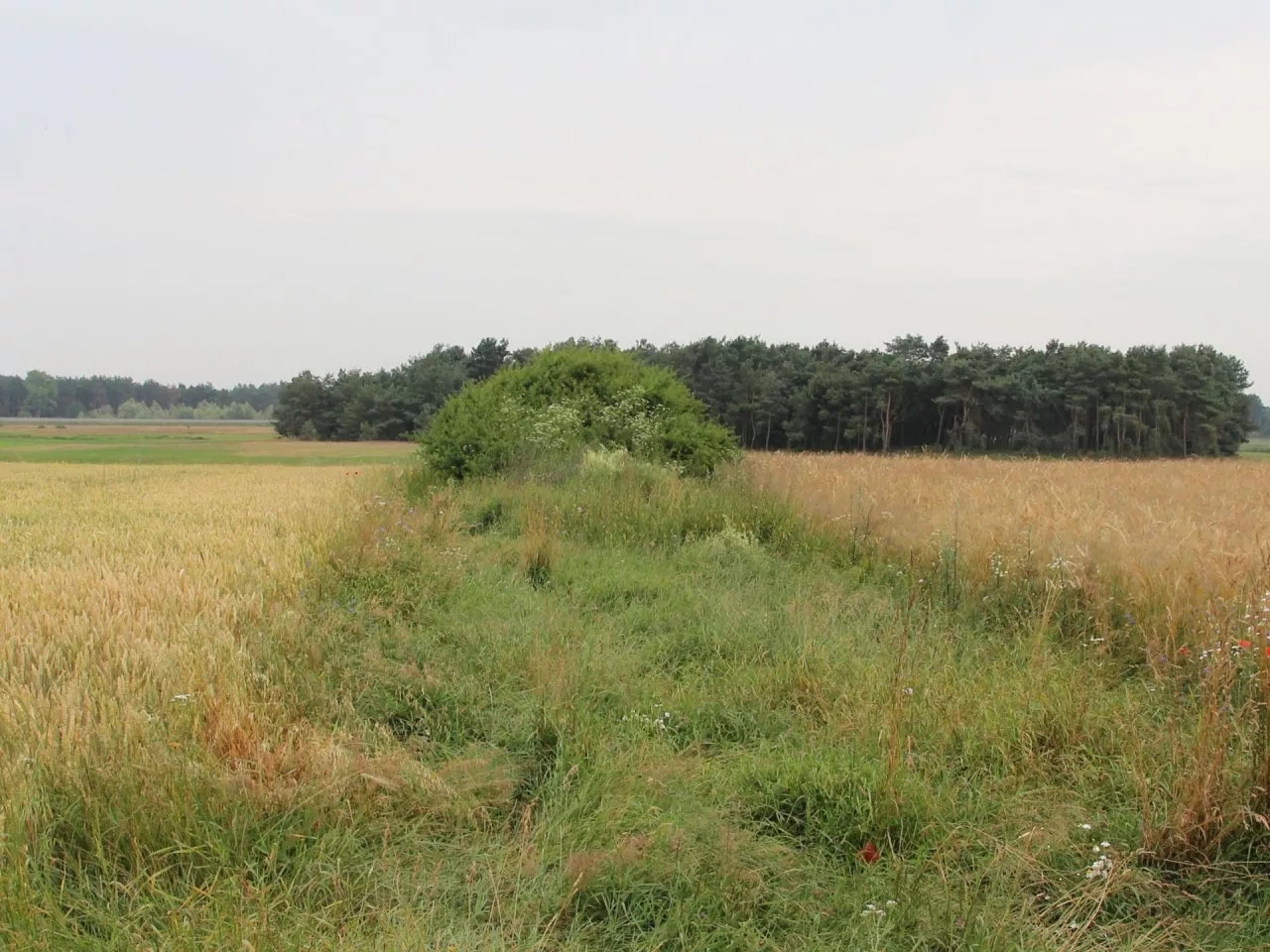 Miedza między polami uprawnym