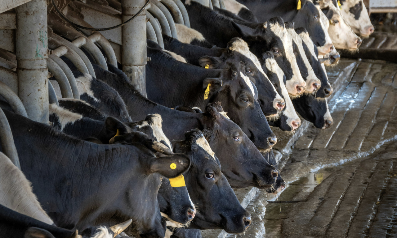 krowy mleczne w oborze