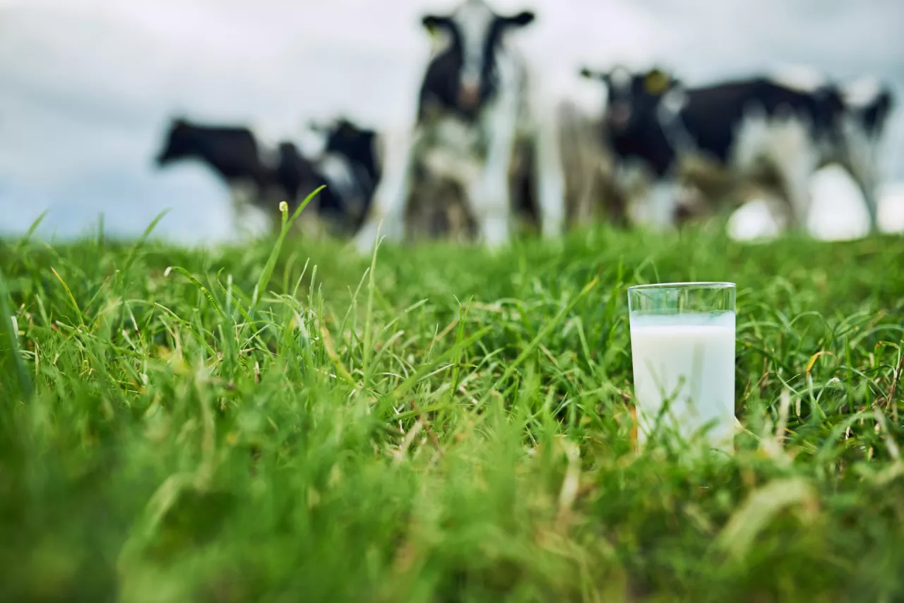 Closeup shot of a glass of milk on a dairy farm with cattle grazing in the background.