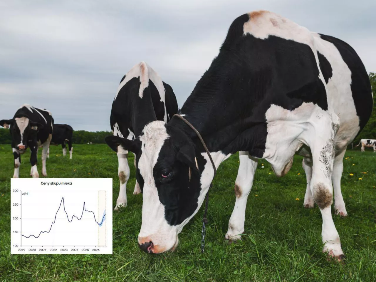 Prognozy cen skupu mleka