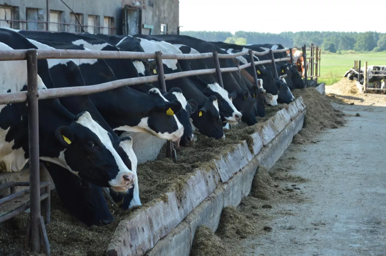 Krowy mleczne przy zewnętrznym korytarzu paszowym