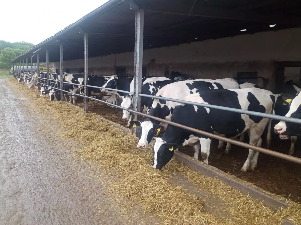 Mleko w dół, koszty w górę. Tak rolnicy mogą się zabezpieczyć