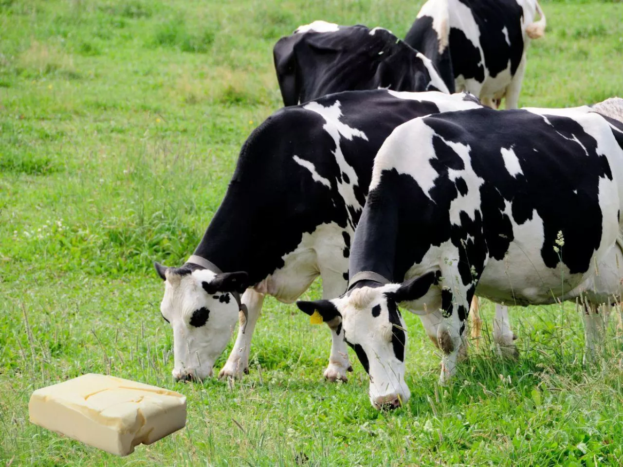 Ceny produktów mlecznych na GDT