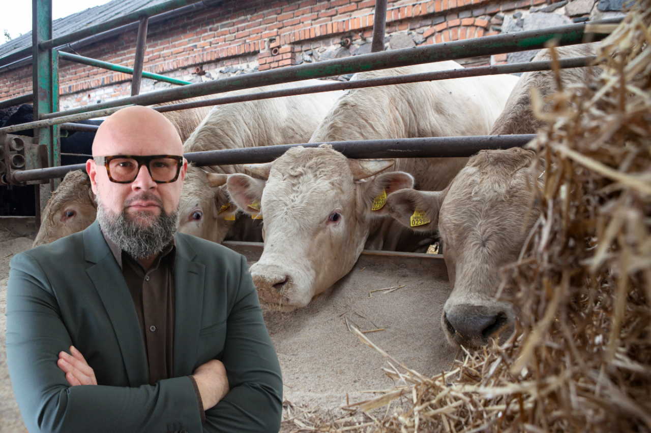 Jacek Zarzecki, na drugim planie bydło mięsne rasy charolaise przy stole paszowym
