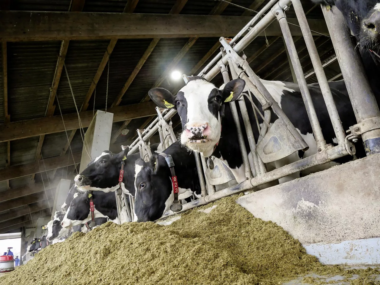 Krowy pobierają dziennie ponad 27 kg suchej masy. Na stole paszowym otrzymują dawkę odpowiadającą wydajności przekraczającej 42 kg mleka, a w robocie udojowym przydziela się im na stałe 2 kg paszy treściwej wyłącznie jako paszę wabiącą.