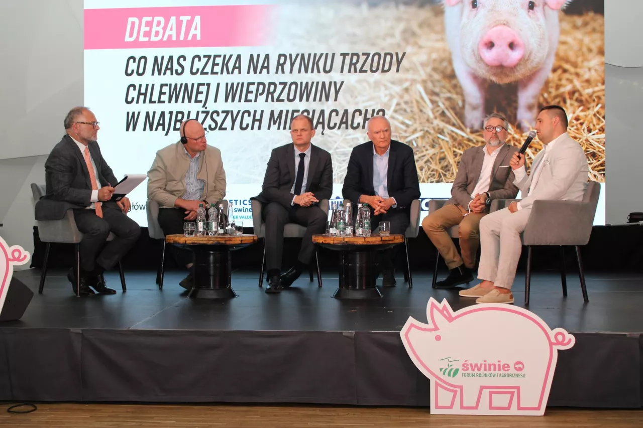 forum świnie nowy adamów