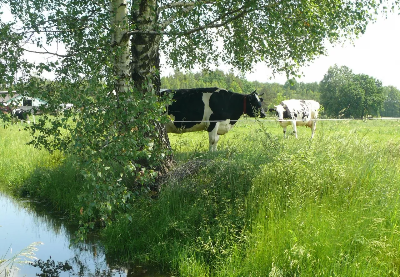 Rów oraz staw znajdujące się na pastwisku, gdzie sa wypasane krowy mleczne