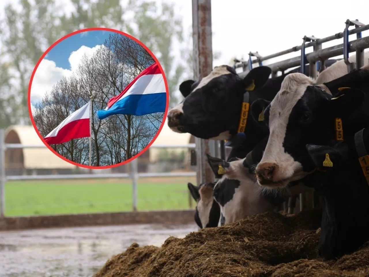 bydło mleczne, po lewej flaga Polski i Holandii