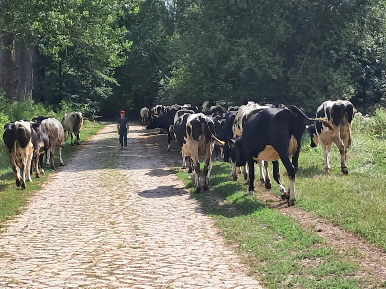Po około godzinie wędrówki krowy same skręcają na pastwisko po lewej stronie drogi