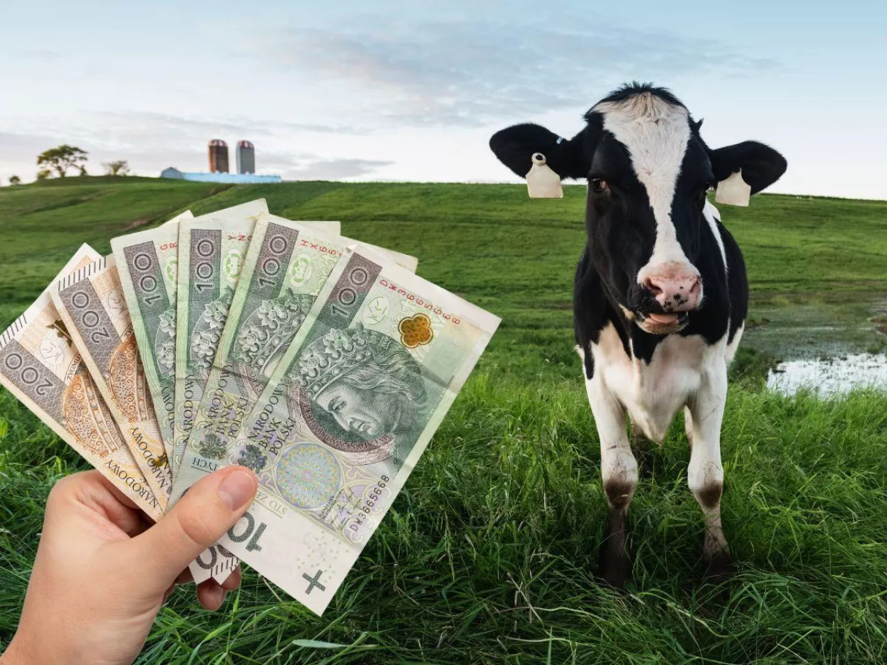 Prognoza cen dla rynku mleka