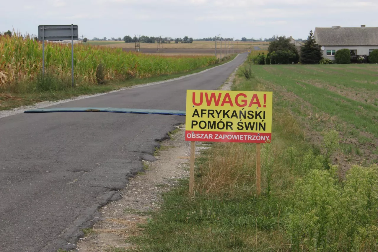 reportaż bilscy tablica asf afrykański pomór świń