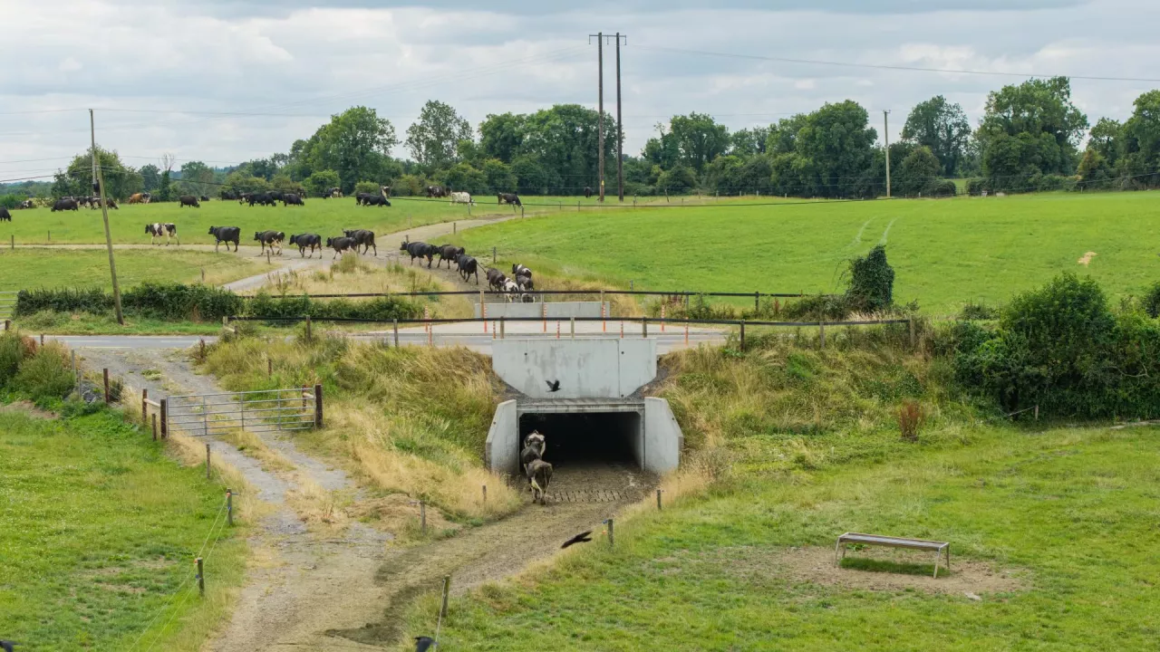 Thomas Carpenter Irlandia tunel pod drogą przejście dla krów na kwatery pastwiskowe 