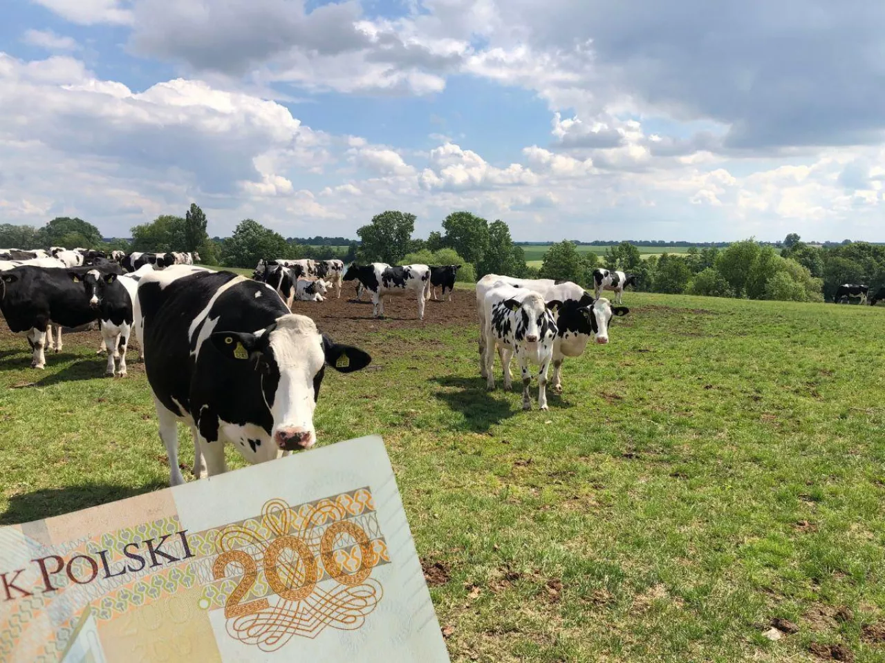 krowy na pastwisku, w lewym dolnym rogu polskie banknoty