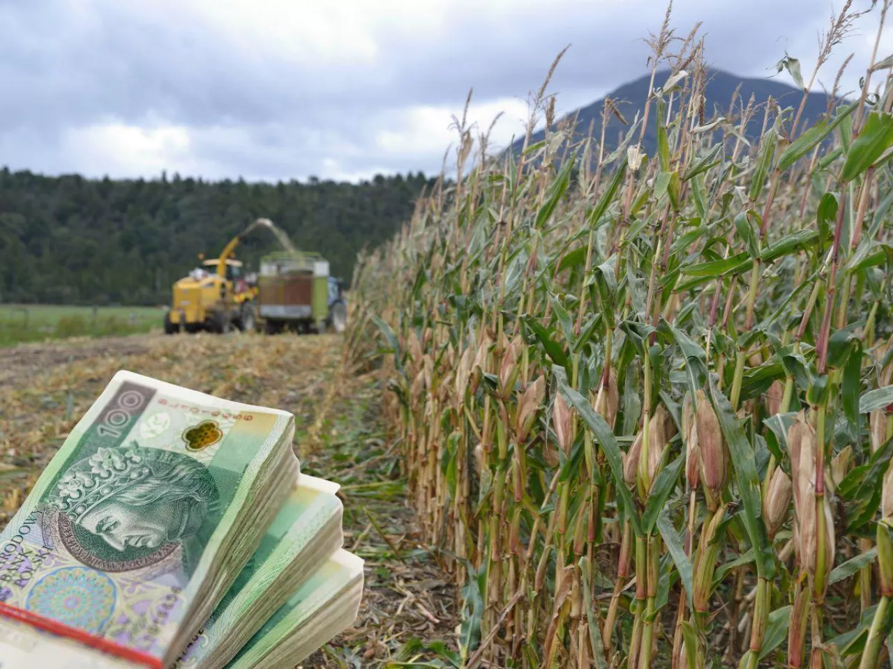 Kombajn zbiera kukurydzę na polu podczas żniw, na pierwszym planie widoczny jest plik banknotów