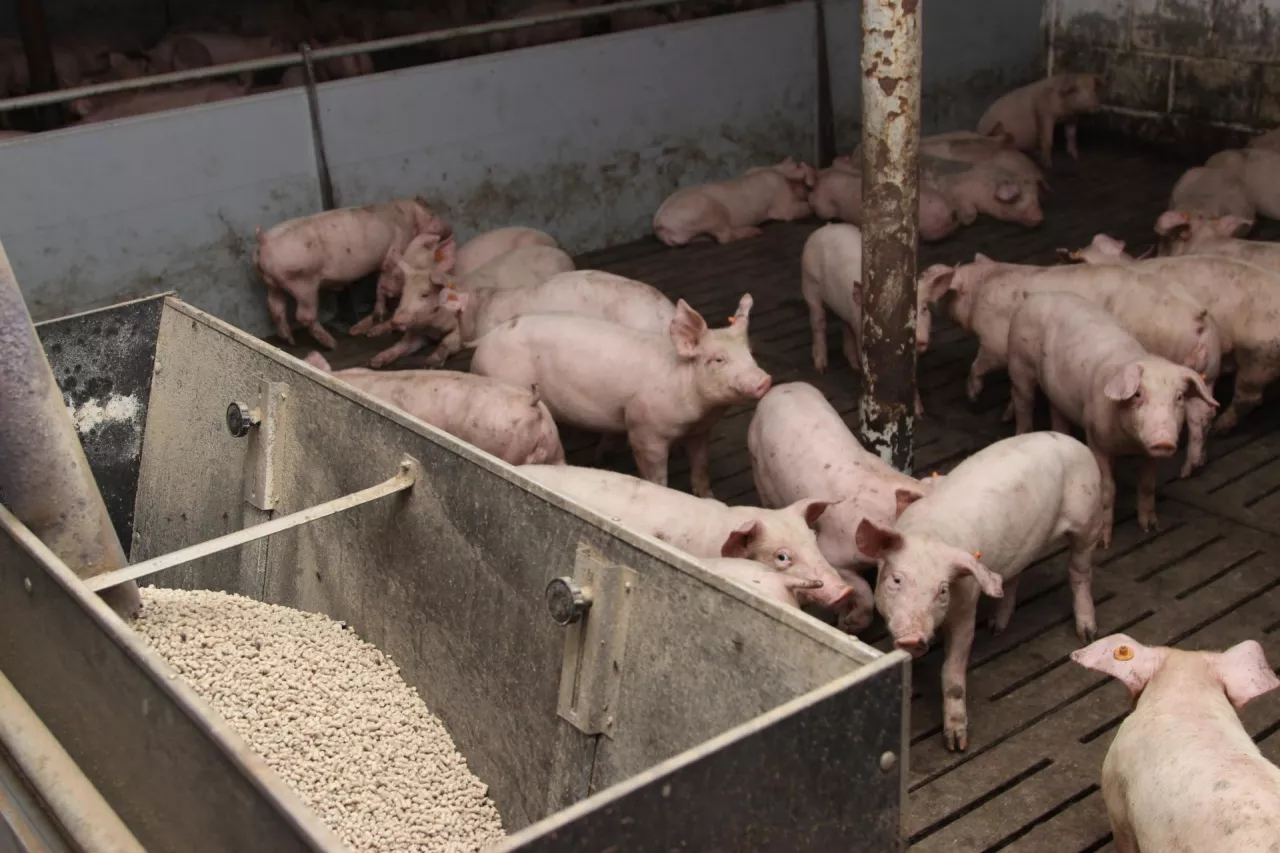 Bezpieczeństwa żywnościowego nie można oceniać wyłącznie na podstawie wielkości krajowej produkcji